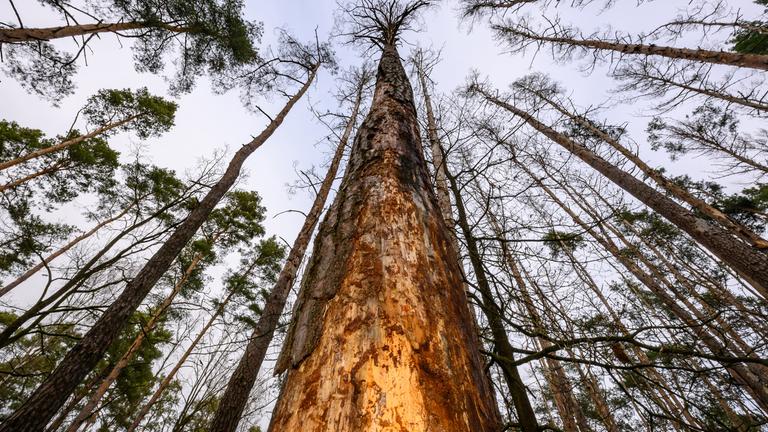 Eine abgestorbene Kiefer in einem Wald im östlichen Brandenburg