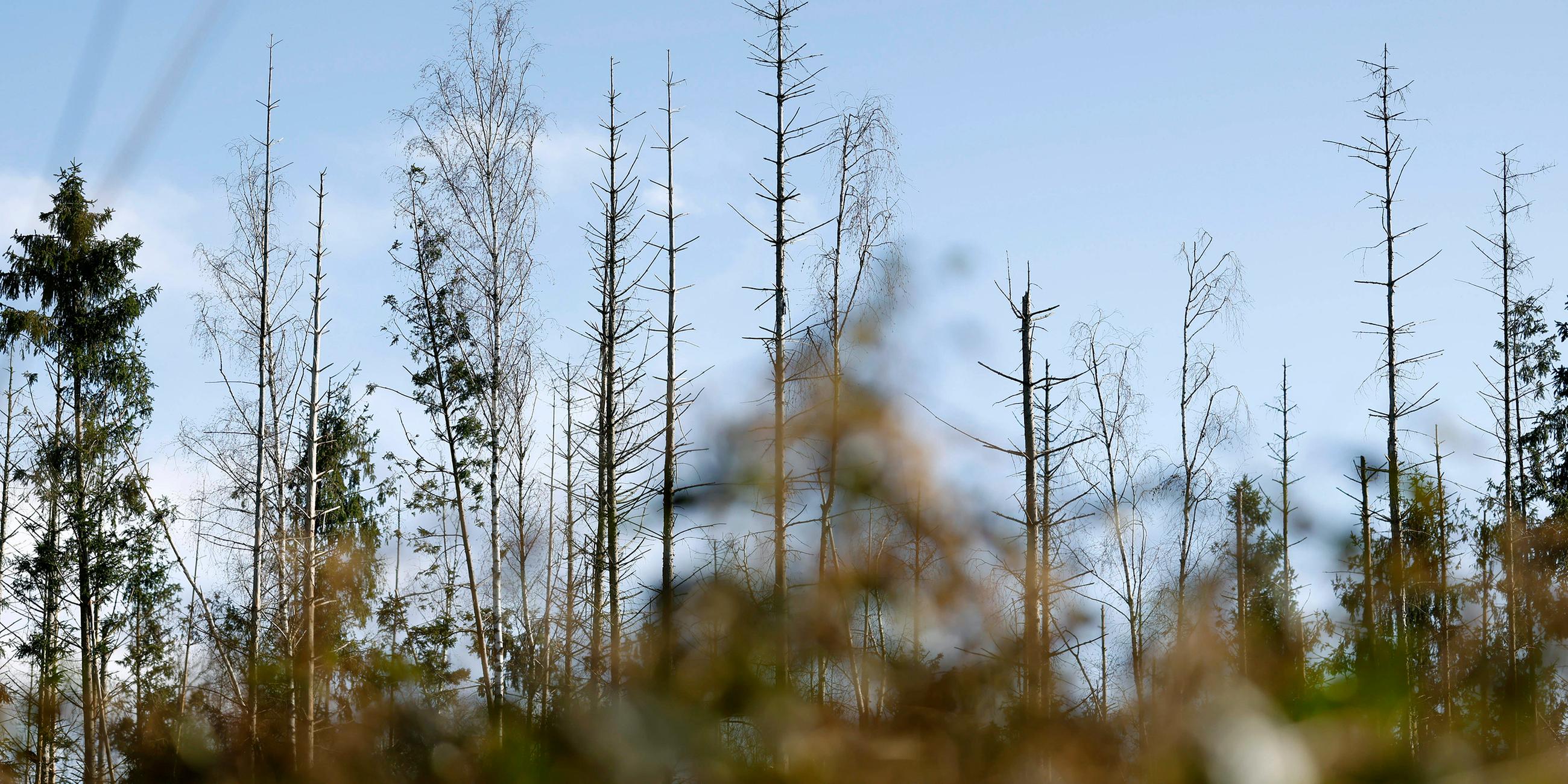 Kahle Baumkronen im Königsdorfer Forst