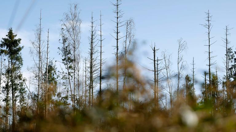 Kahle Baumkronen im Königsdorfer Forst