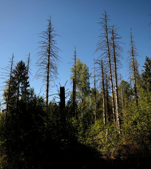 Verdorrte Baumkronen stehen im sonnigen Licht im Wald. Waldbrände, Borkenkäfer und Stürme setzen Europas Wäldern zu und haben ihren Teil am Waldsterben und Baumsterben