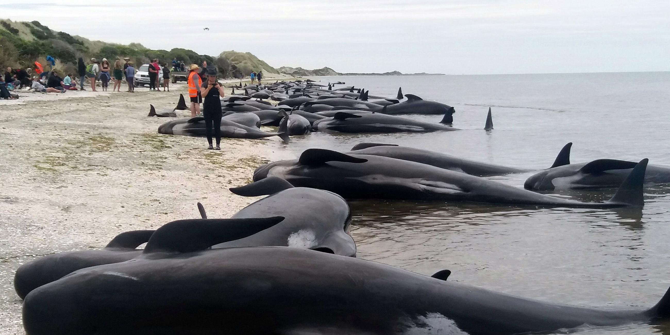 wale in neuseeland gestrandet