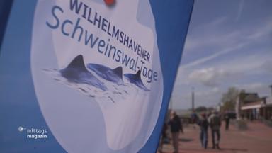 Aufsteller der Schweinswal-Tage