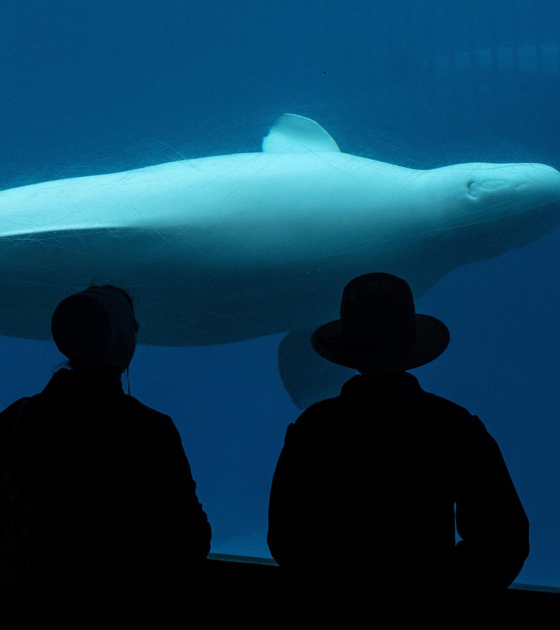 Besucher beobachten einen Beluga-Wal in einem Becken im Vergnügungspark Marineland in Niagara Falls, Ontario, Kanada
