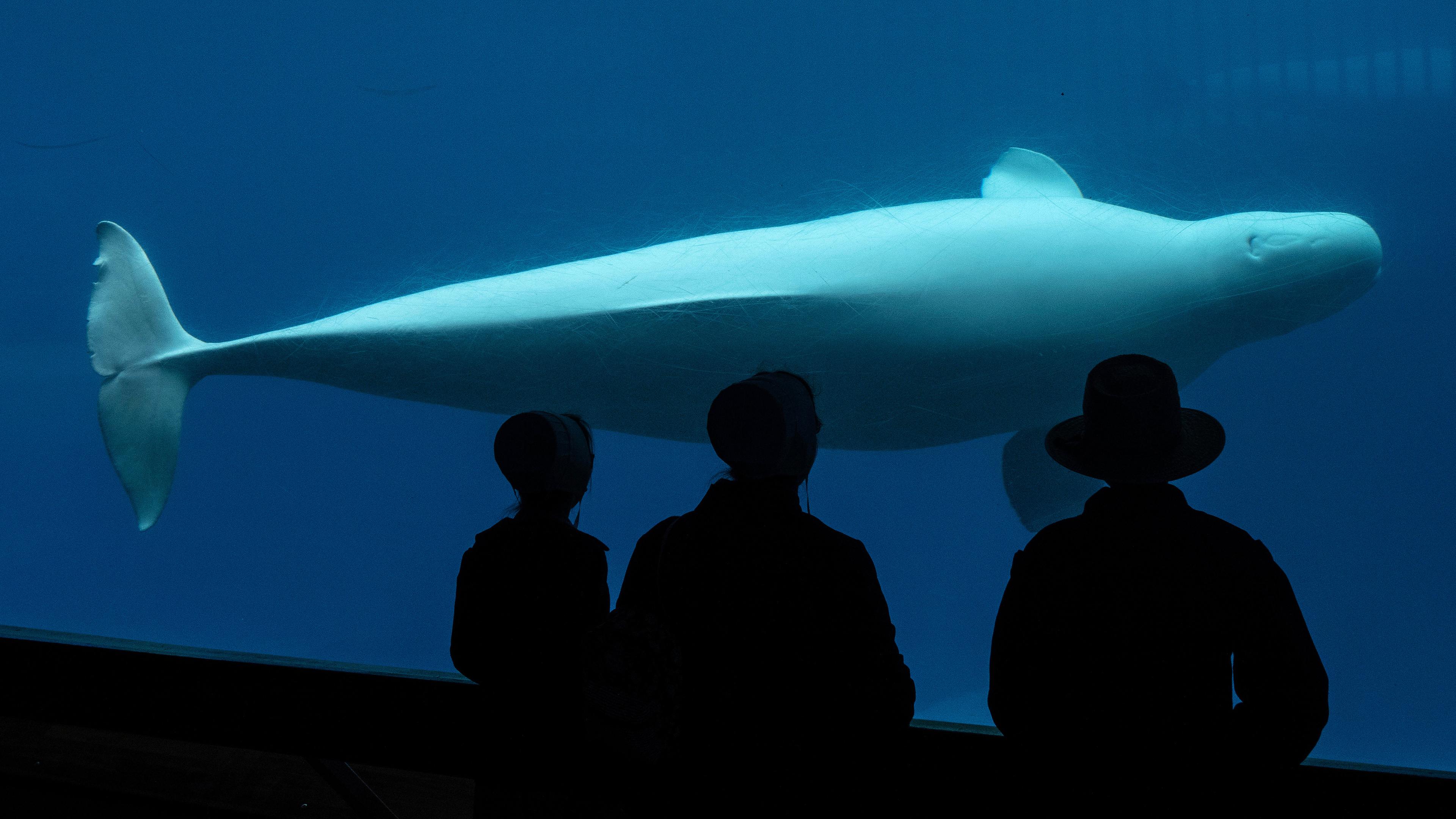 Besucher beobachten einen Beluga-Wal in einem Becken im Vergnügungspark Marineland in Niagara Falls, Ontario, Kanada