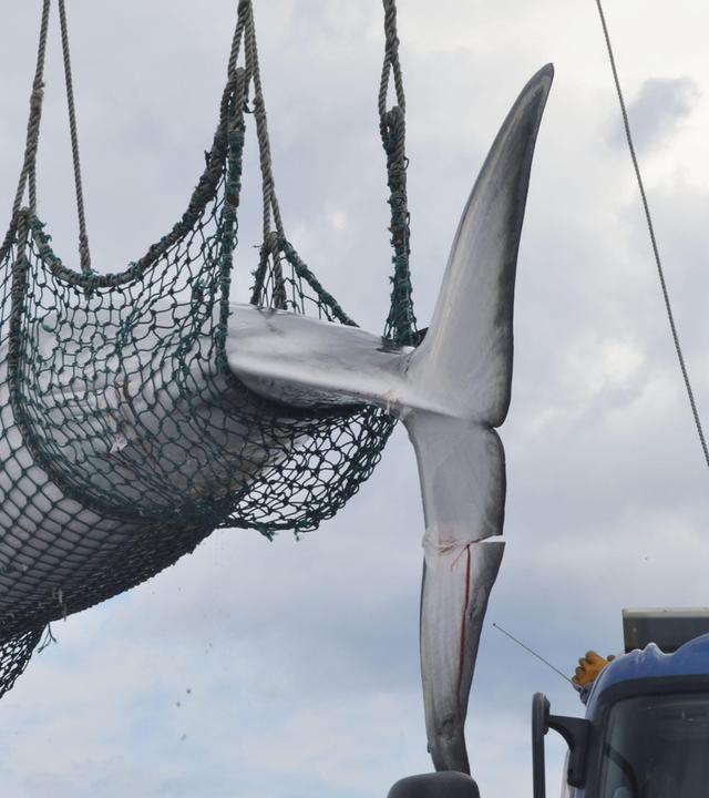 Es ist ein gefanger Wal zu sehen, dieser wird soeben in einem Netz vom Boot entladen.