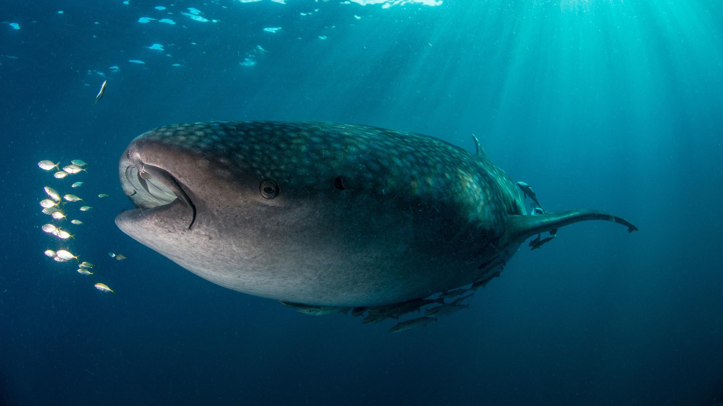 Ein Walhai schwimmt mit geöffnetem Maul durchs Wasser.