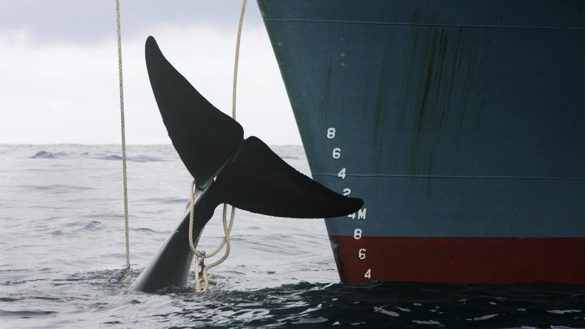 Ein toter Wal treibt mit gefesselter Fluke im Wasser neben dem Rumpf eines großen Schiffes. Die Schwanzflosse ist an einem Seil befestigt, das vom Schiff herabhängt.