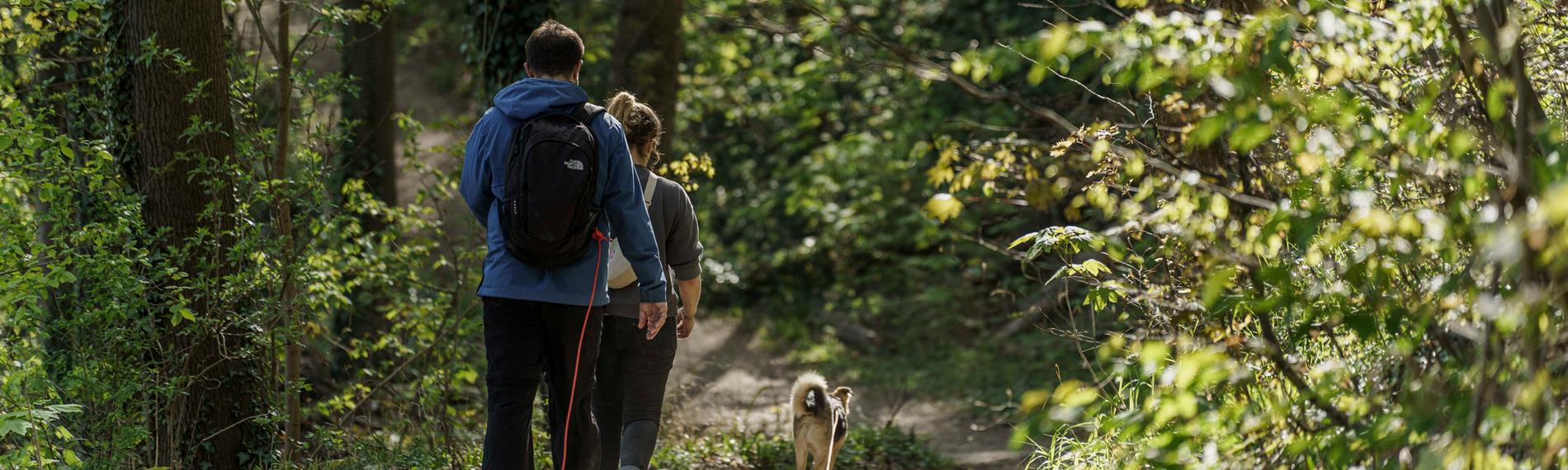 Zwei Personen wandern durch einen Wald.