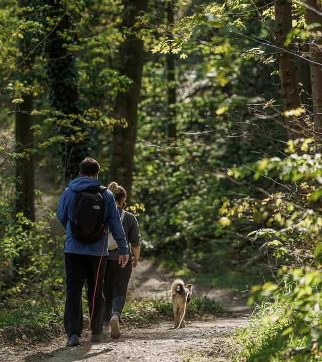 Zwei Personen wandern durch einen Wald.