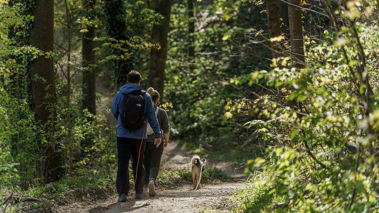 Zwei Personen wandern durch einen Wald.