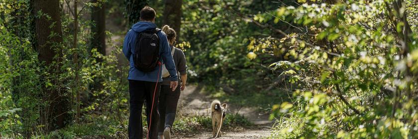 Zwei Personen wandern durch einen Wald.