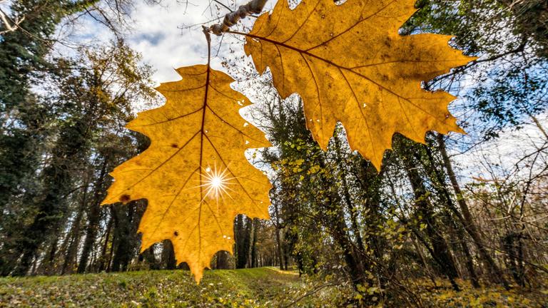 Die Sonne strahlt durch ein an einem Baum hängendes Blatt. 