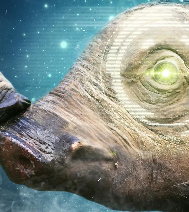 Warzenschwein mit Kameraauge