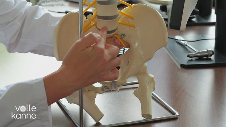 Modell einer Wirbelsäule