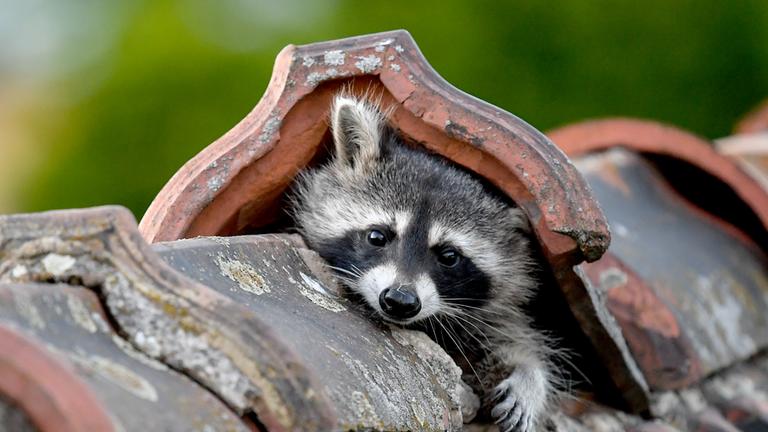 Ein Waschbär guckt aus seinem Versteck.