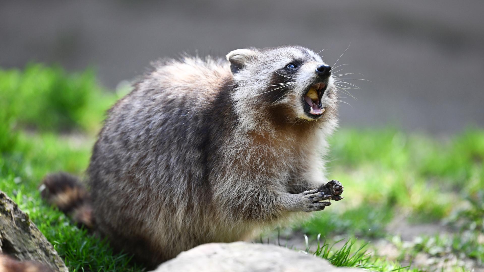 Baden-Württemberg, Cleebronn: Ein Waschbär (Procyon lotor), aufgenommen in einem Gehege im Wildparadies Tripsdrill.