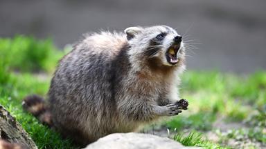 Baden-Württemberg, Cleebronn: Ein Waschbär (Procyon lotor), aufgenommen in einem Gehege im Wildparadies Tripsdrill.