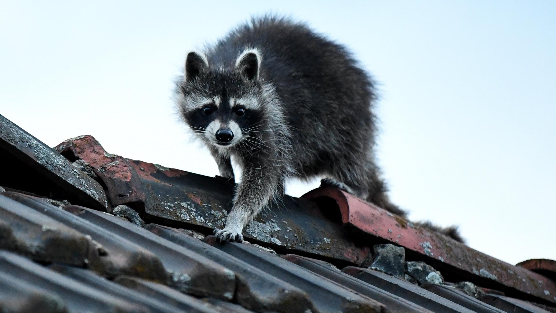 Ein Waschbär läuft über ein Hausdach.