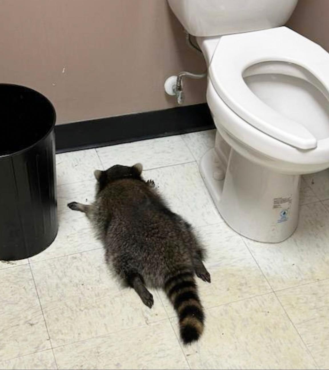 Ein betrunkener Waschbär liegt ohnmächtig auf dem Bauch in einer Toilette. 