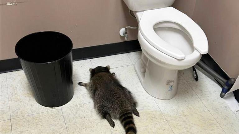 Ein betrunkener Waschbär liegt ohnmächtig auf dem Bauch in einer Toilette. 