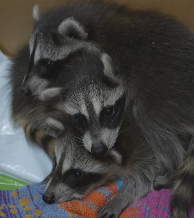 Waschbären
