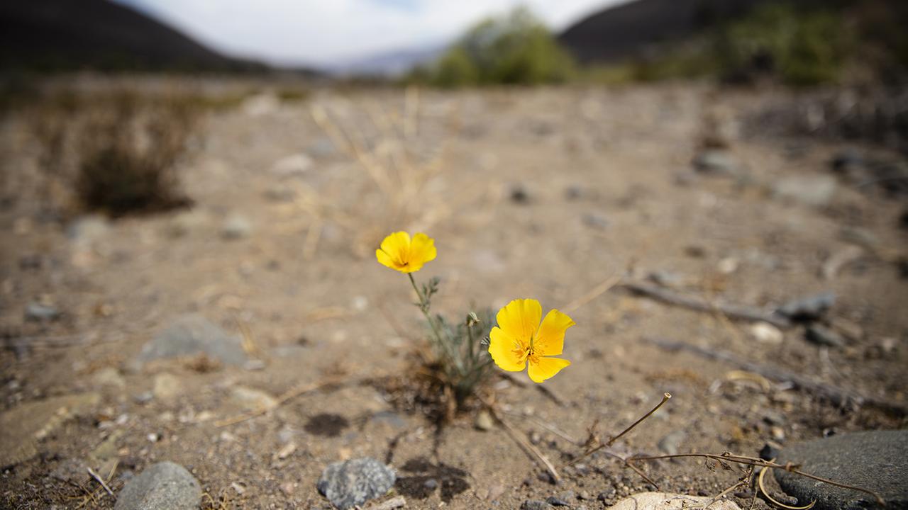 Eine Blume blüht in einem Becken des ausgetrockneten Flusses Petorca in der Region Valparaiso (Chile), aufgenommen am 17.03.2022