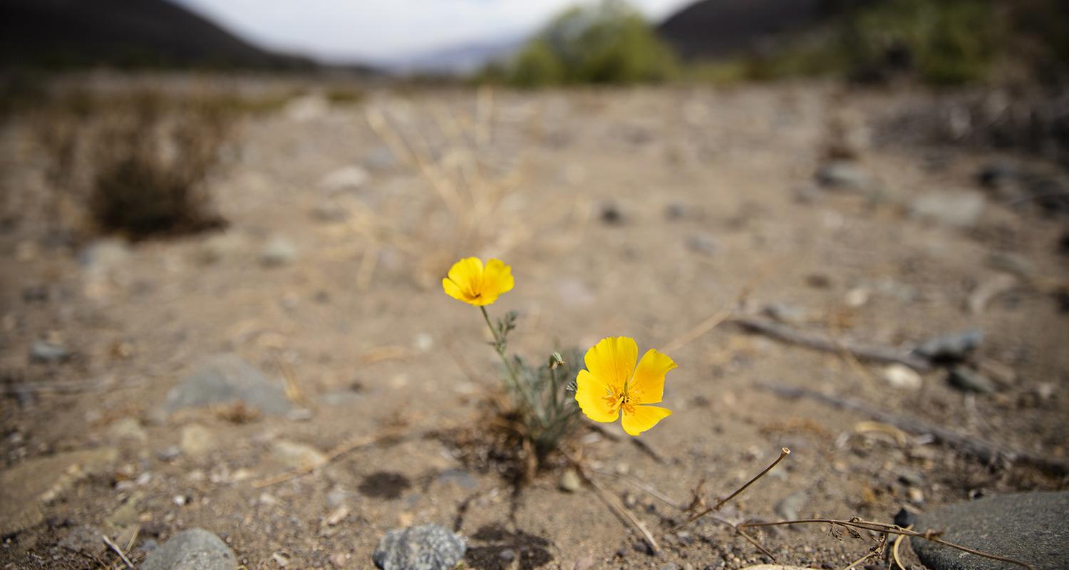 Eine Blume blüht in einem Becken des ausgetrockneten Flusses Petorca in der Region Valparaiso (Chile), aufgenommen am 17.03.2022