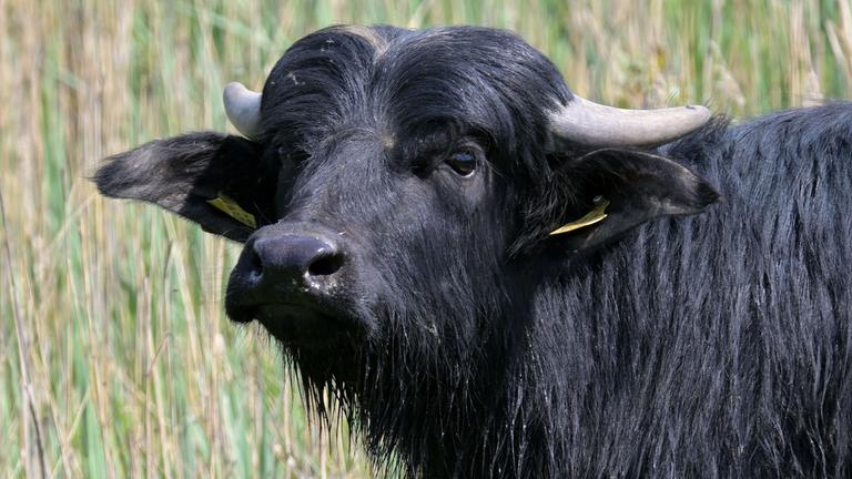 Berlin: Ein Wasserbüffel steht in einem Teich auf einer Feuchtwiese im Landschaftspark Rudow-Altglienicke bei Schönefeld und schaut in die Kamera.