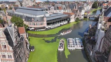 Drohenaufnahme: Große Flächen von grünen Wasserpflanzen am Ufer und zwischen Schiffen auf Fluss in Gent