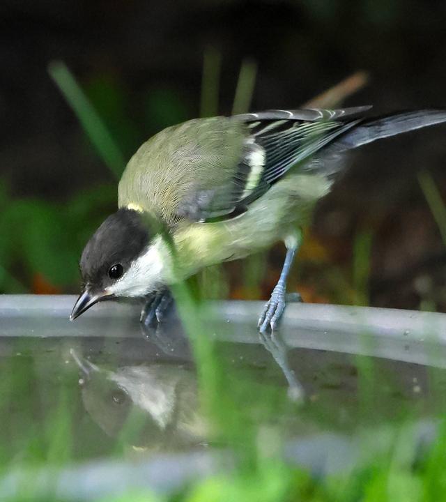 Eine Kohlmeise sitzt am Rand einer Wasserschale.