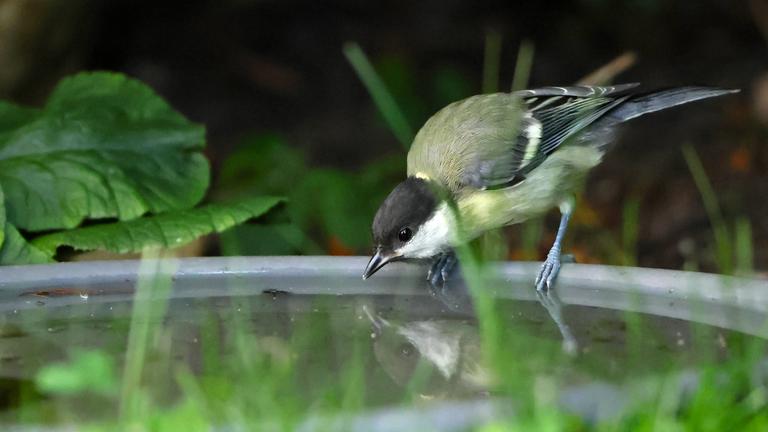 Eine Kohlmeise sitzt am Rand einer Wasserschale.