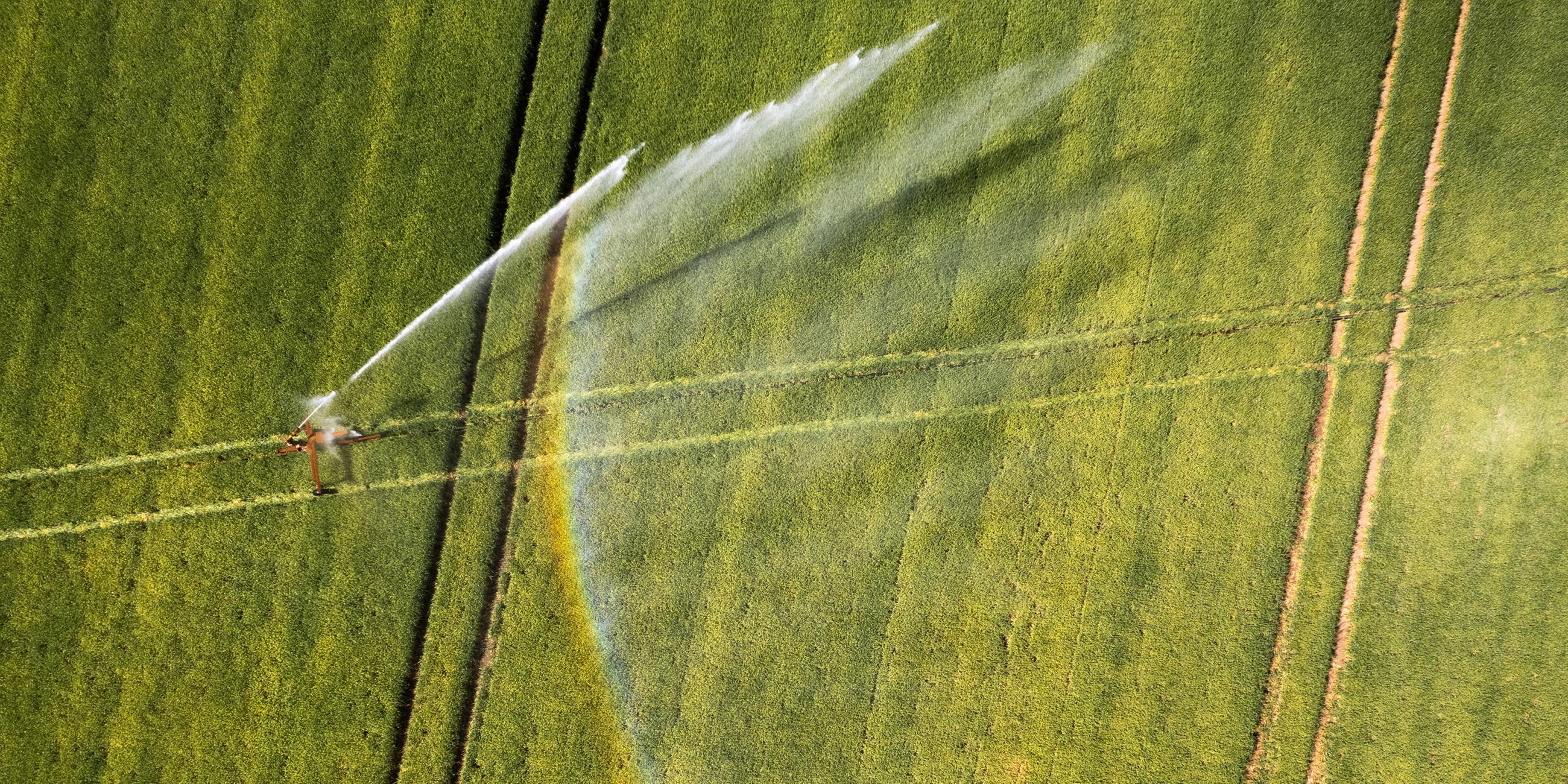 Ein Wassersprenger bewässert ein Getreidefeld nahe Gräfenhausen in Hessen – aufgenommen am 31. Mai 2025 mit einer Drohne. Die Trockenheit belastet die Landwirtschaft.
