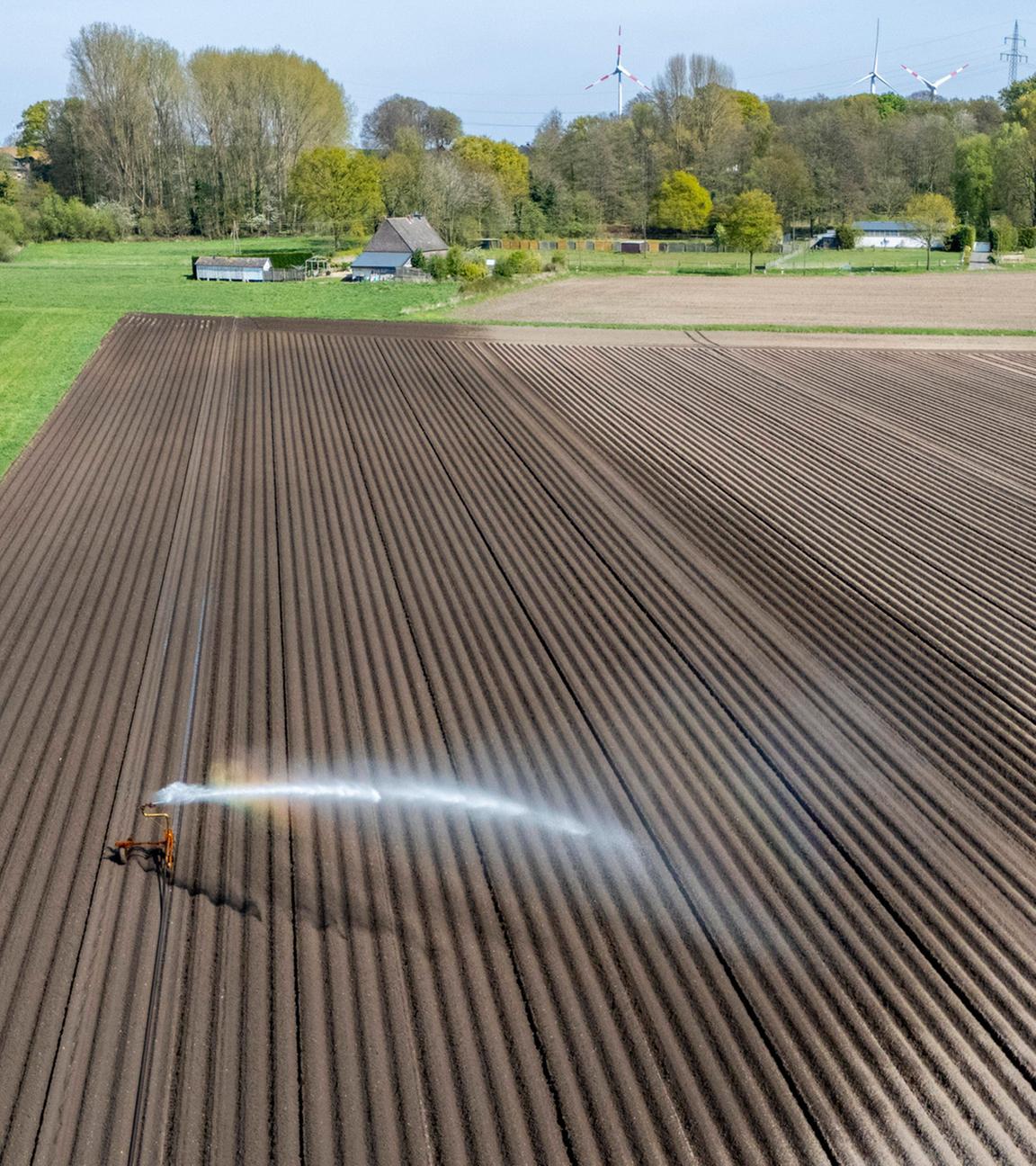 Künstliche Bewässerung eines Kartoffelackers südlich von Straelen, NRW: Wegen anhaltender Frühjahrstrockenheit läuft die Beregnung der 7,5 Hektar über drei volle Tage. (Archiv)