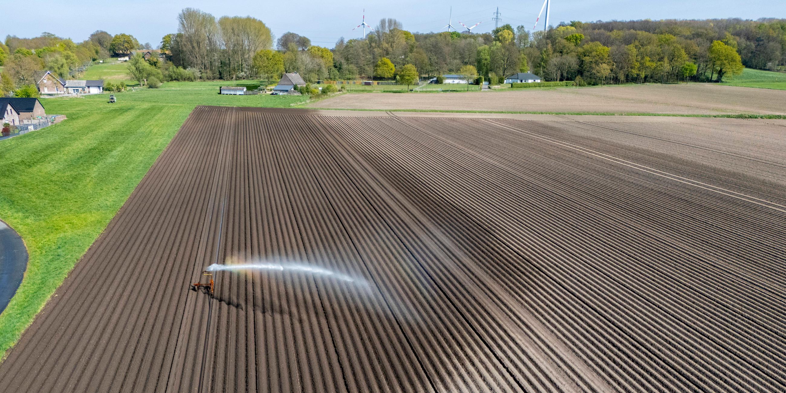Künstliche Bewässerung eines Kartoffelackers südlich von Straelen, NRW: Wegen anhaltender Frühjahrstrockenheit läuft die Beregnung der 7,5 Hektar über drei volle Tage. (Archiv)
