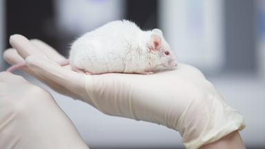 Weiße Maus in einem Labor auf einer and mit weißem Gummihandschuh