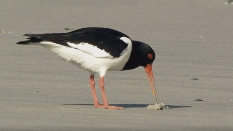 Ein Austernfischer sucht bei Ebbe im Sand des Wattenmeeres mit seinem Schnabel nach Nahrung.