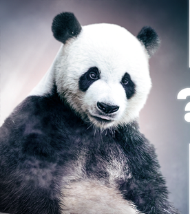 Pandabär vs. Riesensalamander