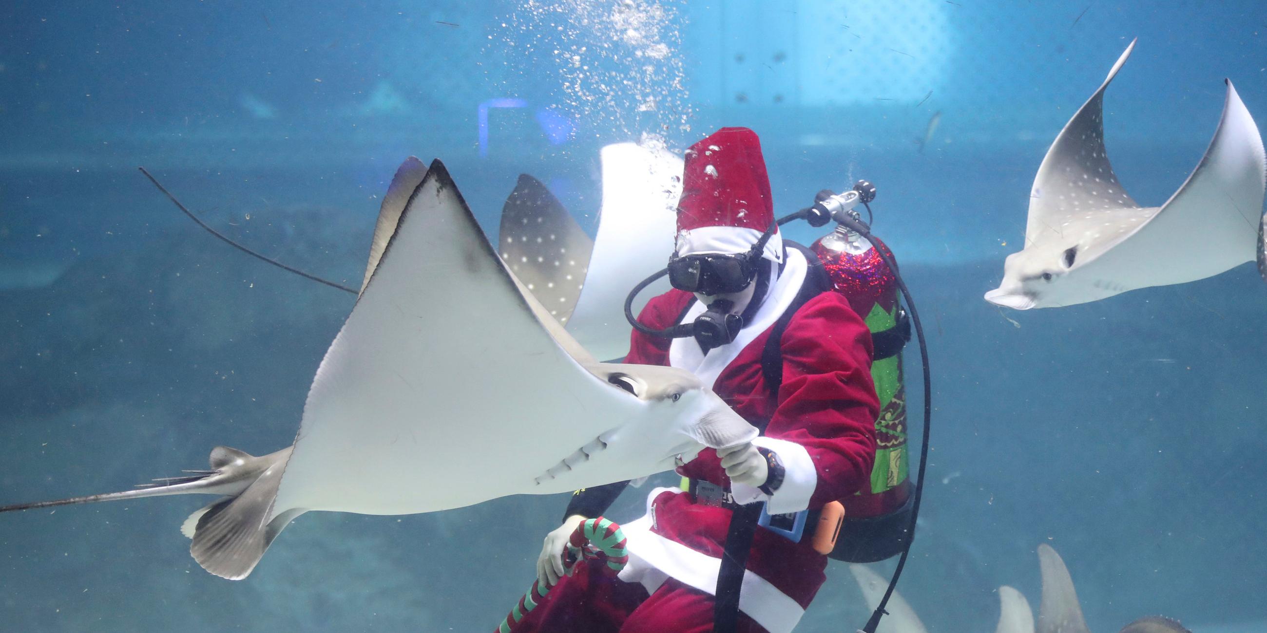 Ein Taucher in einem Weihnachtsmannkostüm füttert am 10.12.2017 Coex Aquarium in Seoul (Südkorea) einen Rochen