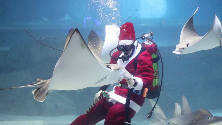 Ein Taucher in einem Weihnachtsmannkostüm füttert am 10.12.2017 Coex Aquarium in Seoul (Südkorea) einen Rochen