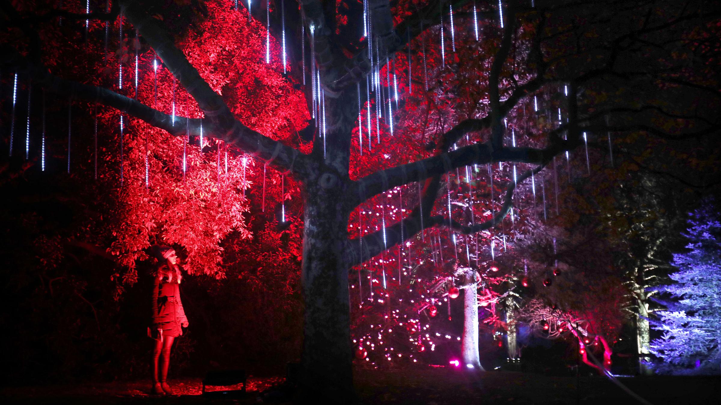 Weihnachten im botanischen Garten in Edinburgh, aufgenommen am 24.11.2017 in Großbritannien