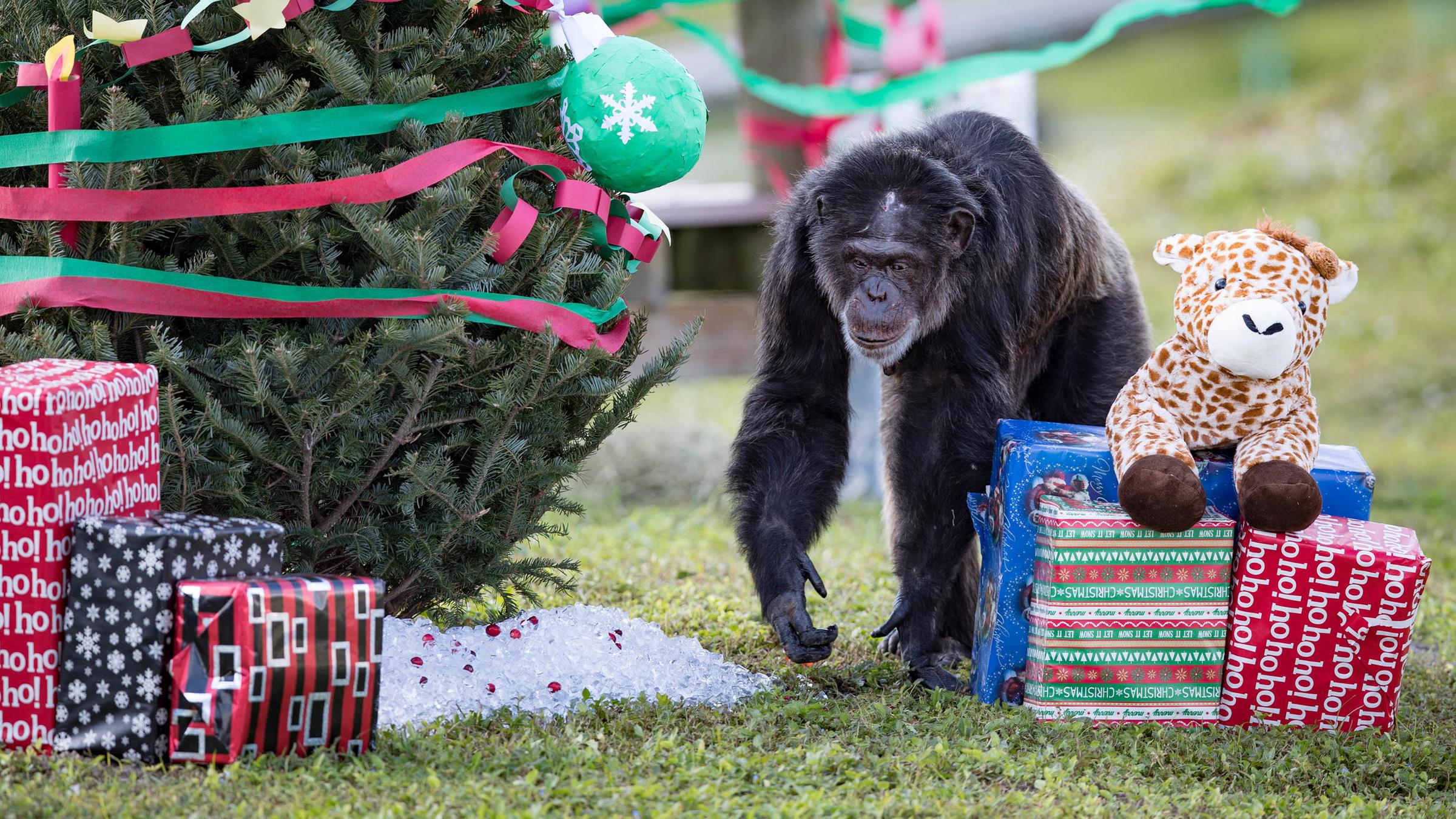 Weihnachten in Country Safaripark in Loxahatchee (Florida USA), aufgenommen am 20.12.2017