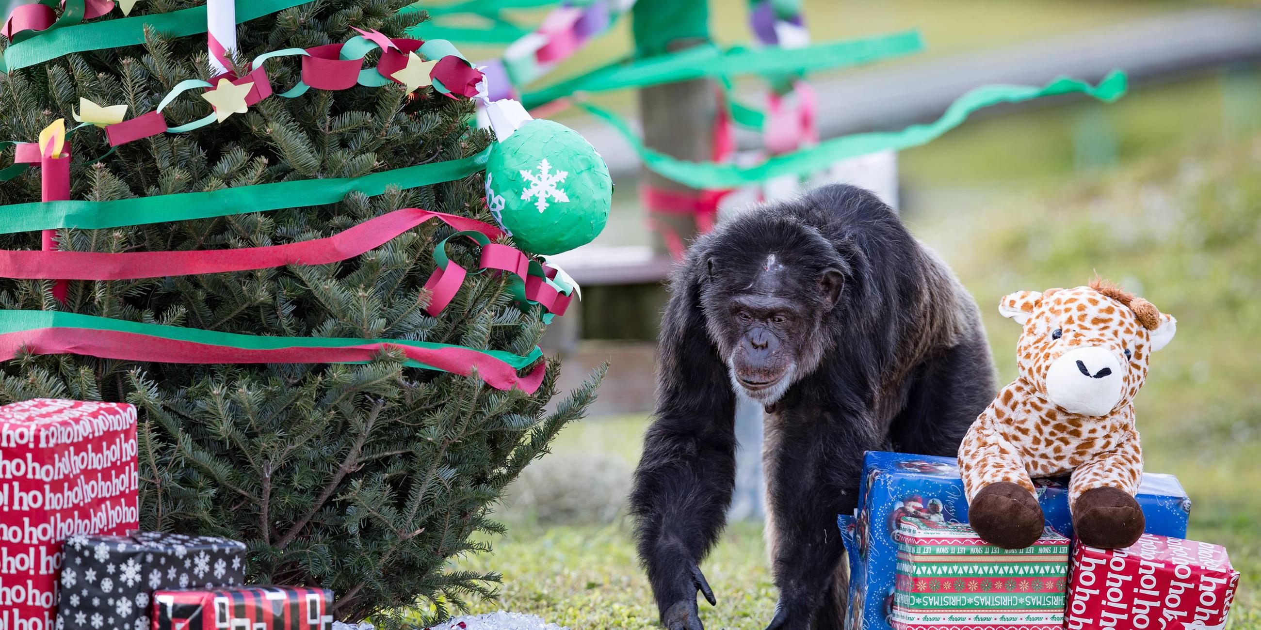 Weihnachten in Country Safaripark in Loxahatchee (Florida USA), aufgenommen am 20.12.2017