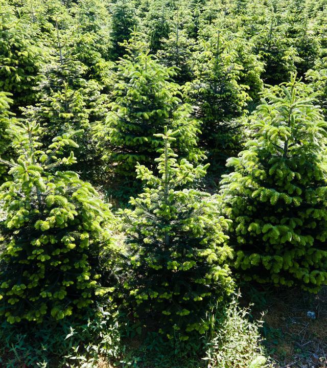 Weihnachtsbäume sind auf einer Plantage in Anröchte, Nordrhein-Westfalen, zu sehen.