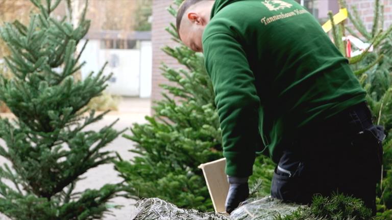 Weihnachtsbäume, die eingepackt werden