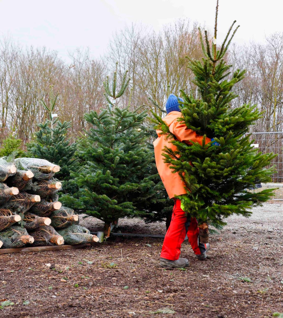 Weihnachtsbaumverkauf