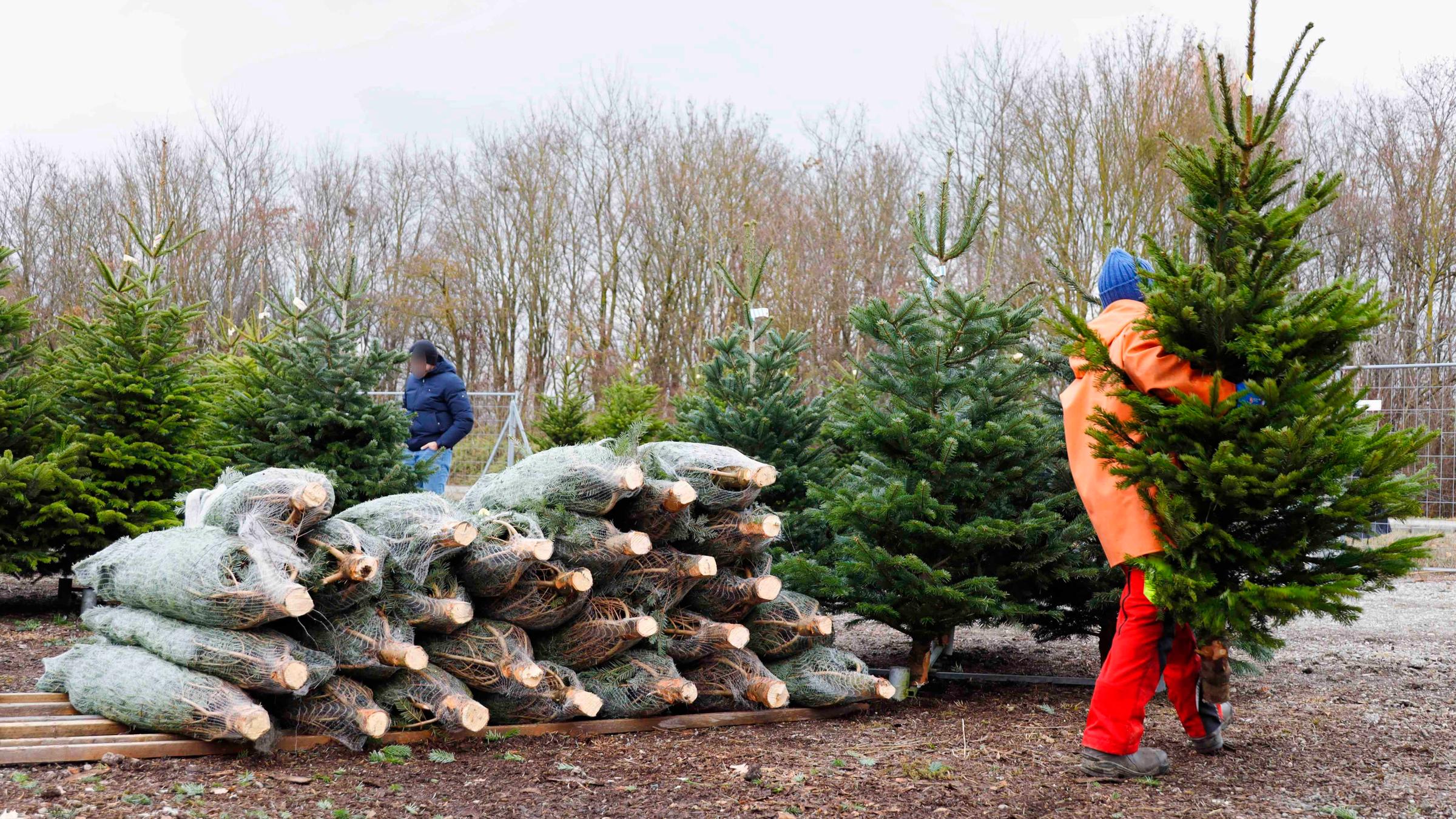 Weihnachtsbaumverkauf