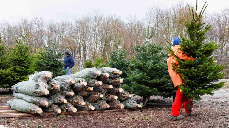 Weihnachtsbaumverkauf