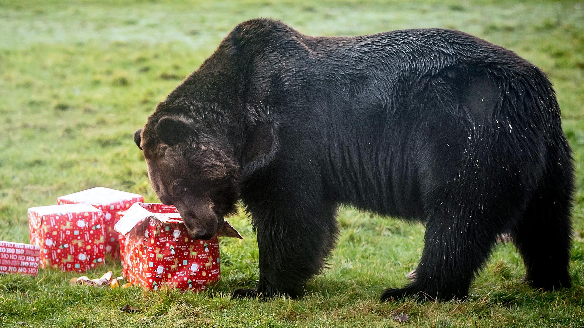 Tierische Weihnachten, eine ussurische Braunbärn in einem Tierpark im Yorkshire Wildlife Park, Großbritannien