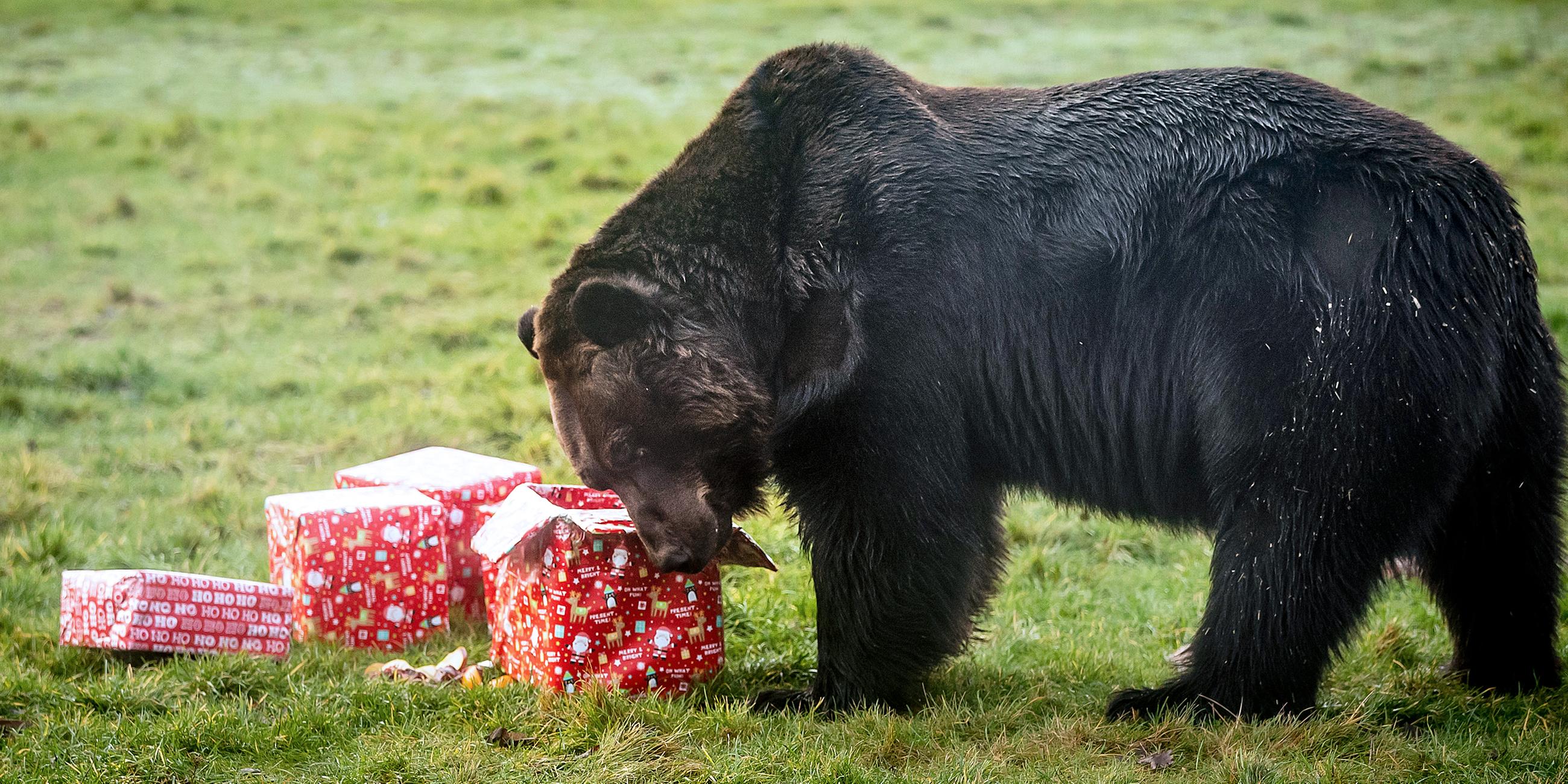 Tierische Weihnachten, eine ussurische Braunbärn in einem Tierpark im Yorkshire Wildlife Park, Großbritannien
