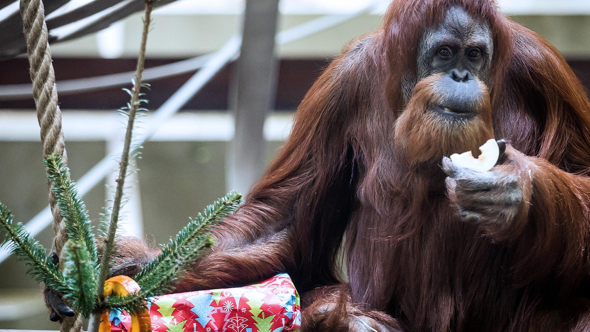 Orang-Utan-Dame Carolin bekommt am ersten Weihnachtsfeiertag ein Weihnachtspäckchen geschenkt, aufgenommen am 25.12.2018 in Stuttgart